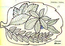 YAPRAKLI TABAK SERİSİ